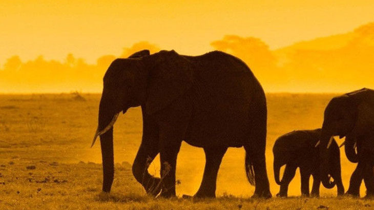 Αφρική: Γνωριμία με τα Άγρια Ζώα